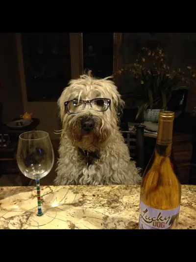 A shaggy dog wearing glasses at a table with a wine glass and bottle